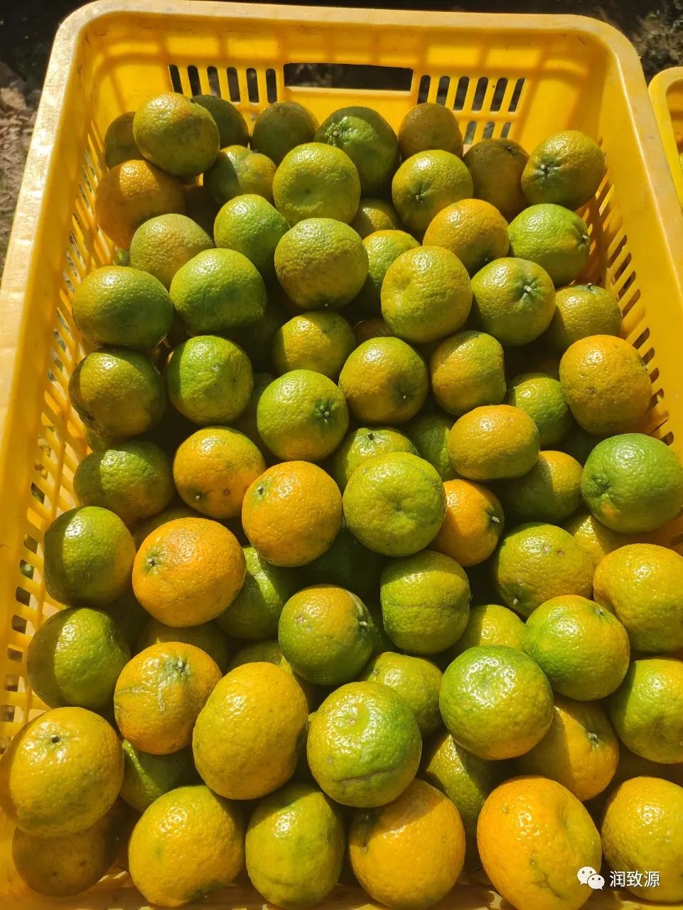 新会陈皮柑果釆摘季,瑞致堂2021年新皮收藏开始啦!
