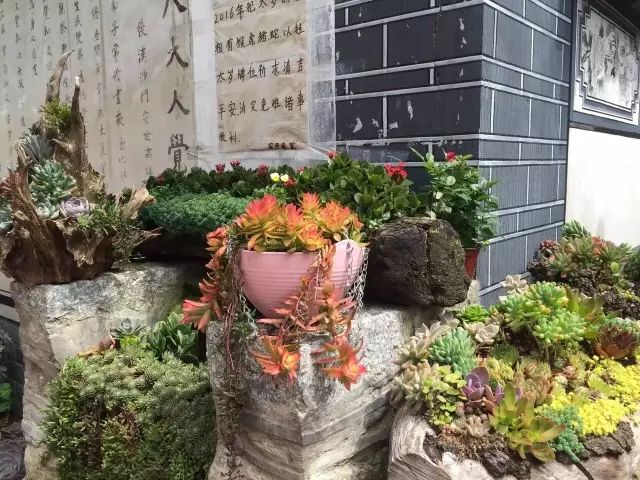 中国最文艺尼姑庵，不烧香只种花，美得想出家！韩红也慕名来参访