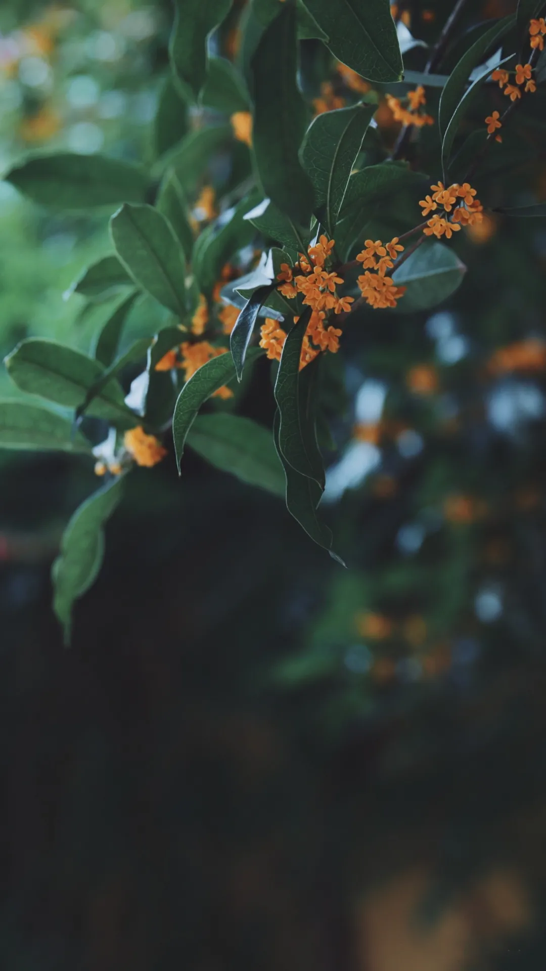 花如美人，文豪皆醉