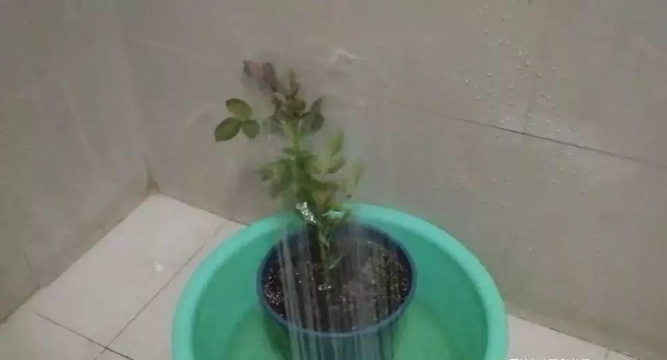 盆里倒一瓶牛奶，虫子全赶跑，叶子油绿发亮还茂盛！