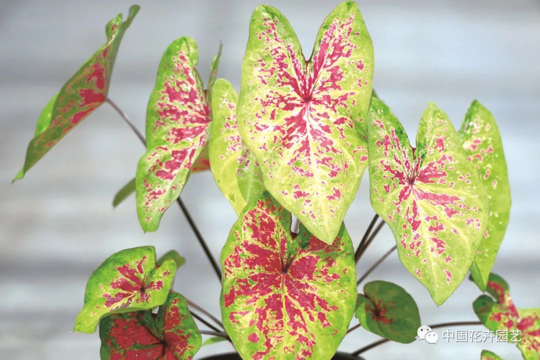 绿植中的调色板——五彩芋