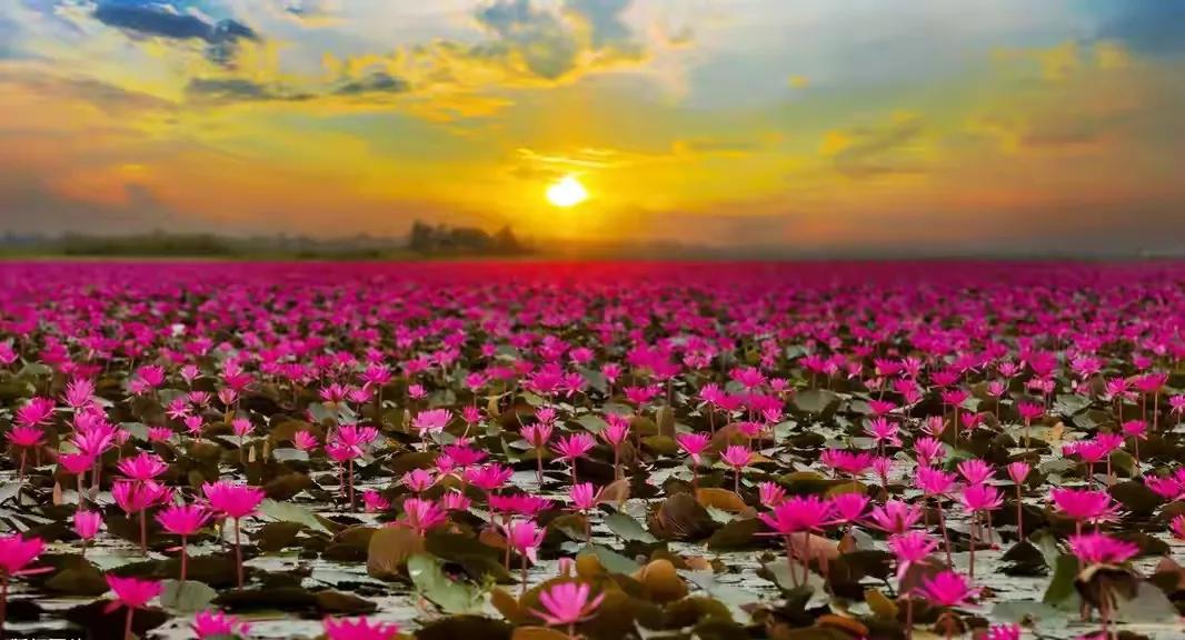 接天莲叶无穷碧，映日荷花别样红