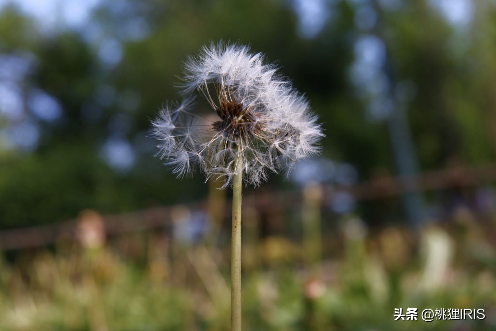 家乡的四月天：是儿时田埂路，是陌上艾草青，是梁上燕呢喃