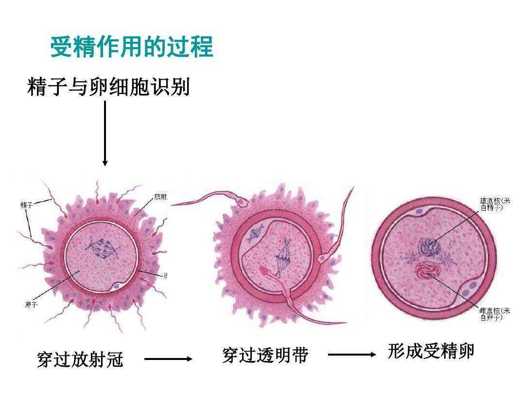男人没来得及用掉的精子，都到哪里去了？会堵在体内吗？