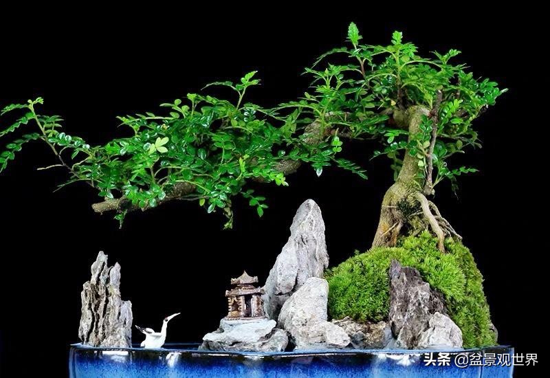 你知道盆景可以分为几类吗？