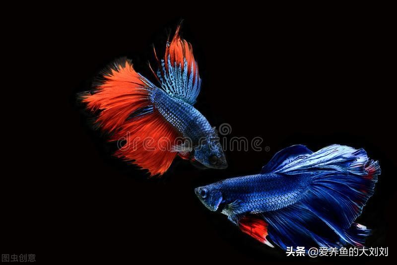 家庭养鱼用什么鱼缸比较好？怎么选择鱼缸呢？