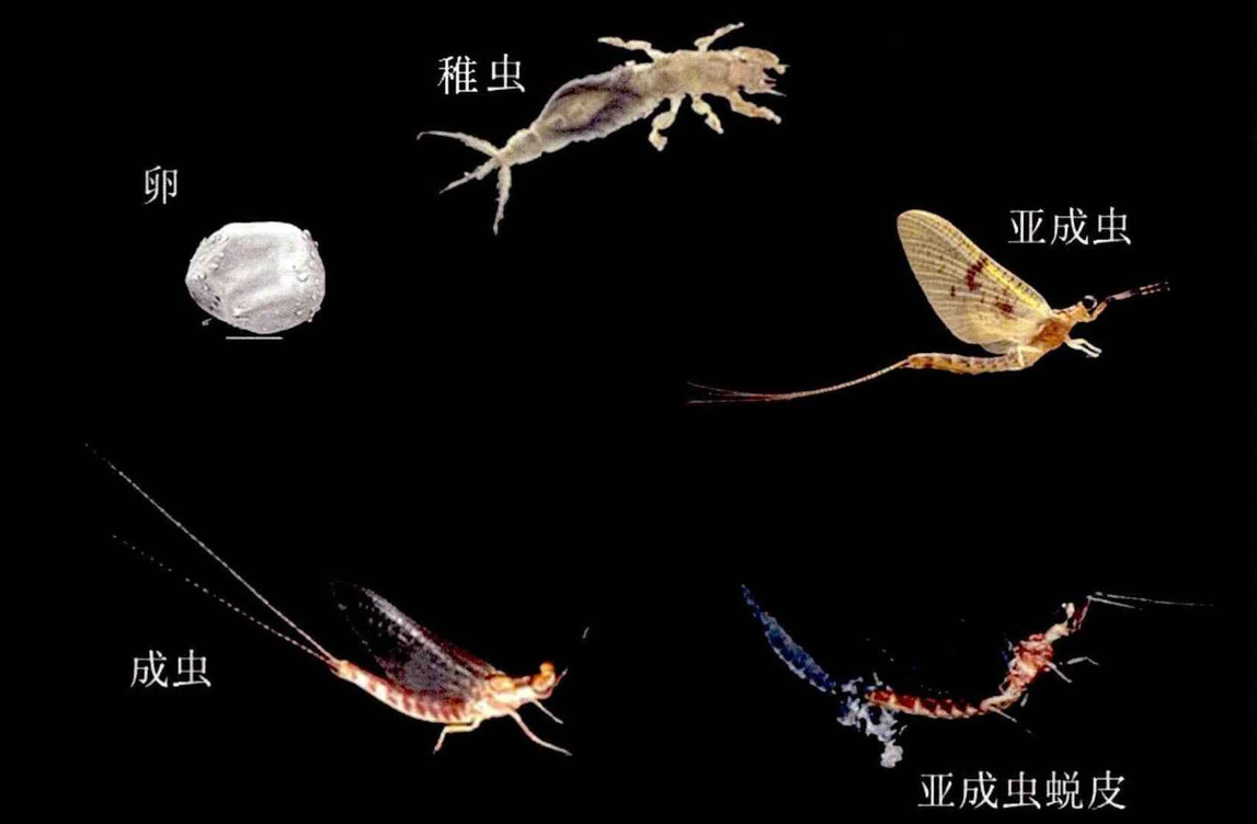 河南邓州为何突现大量蜉蝣?究竟是好事还是坏事?