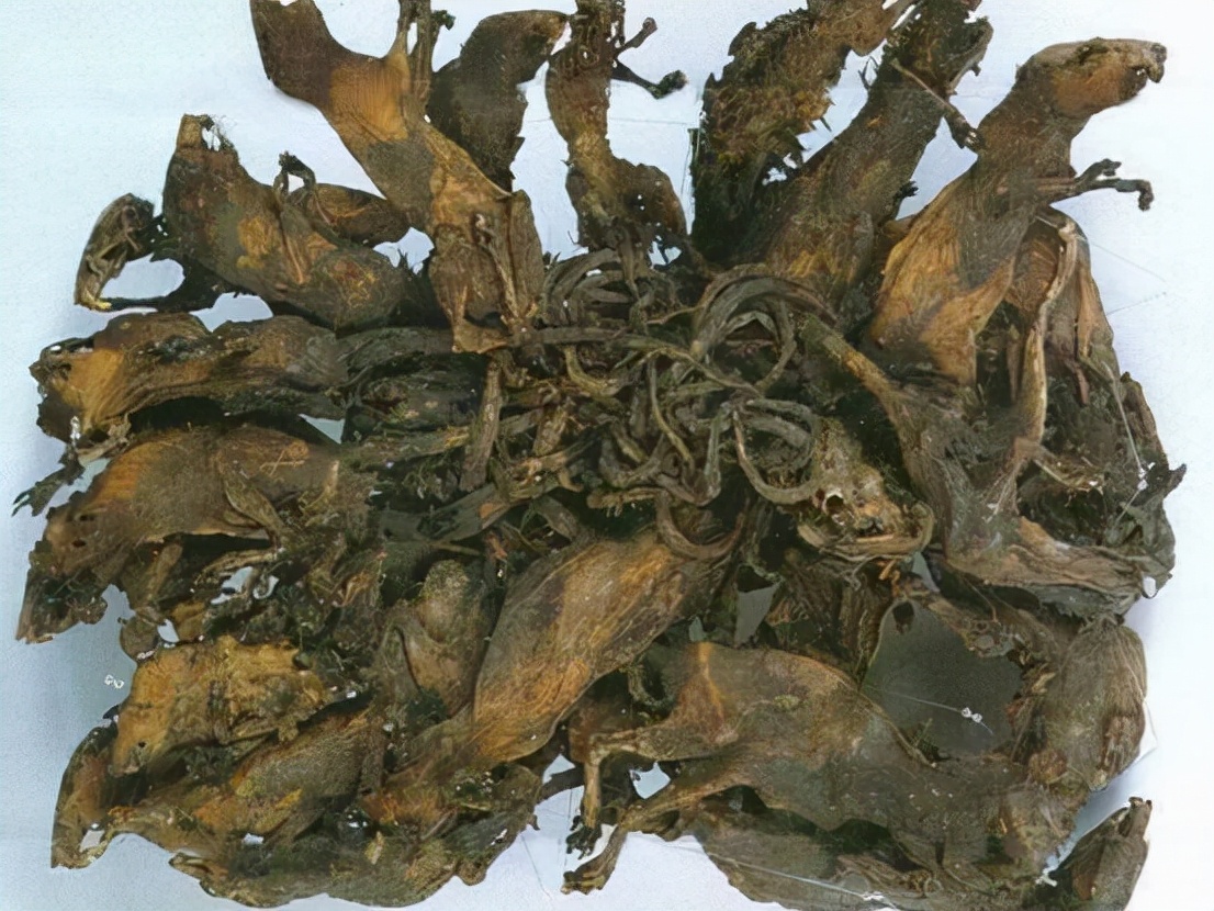 除了"老鼠王"还有"松鼠王"