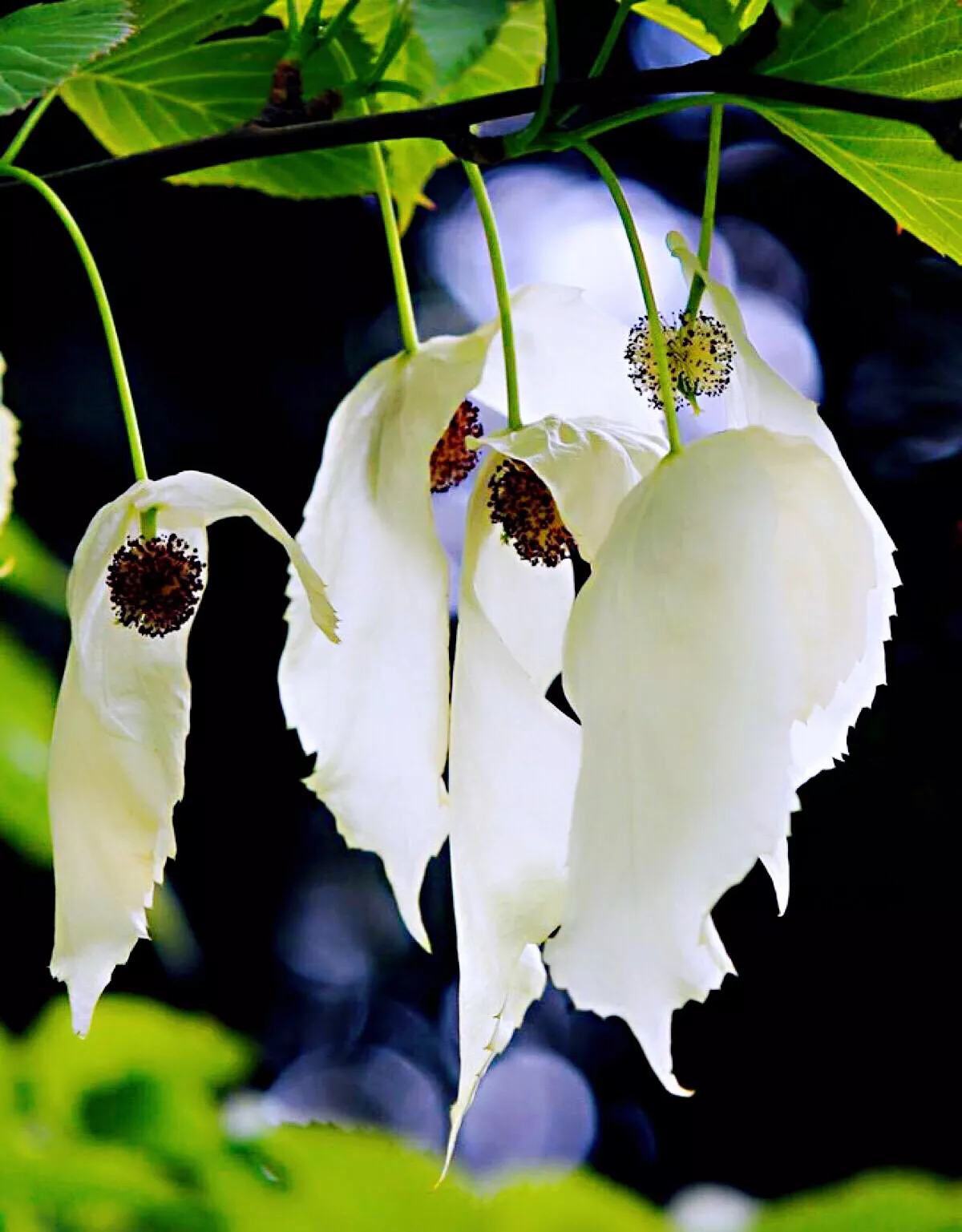 什么是珙桐树,详细介绍