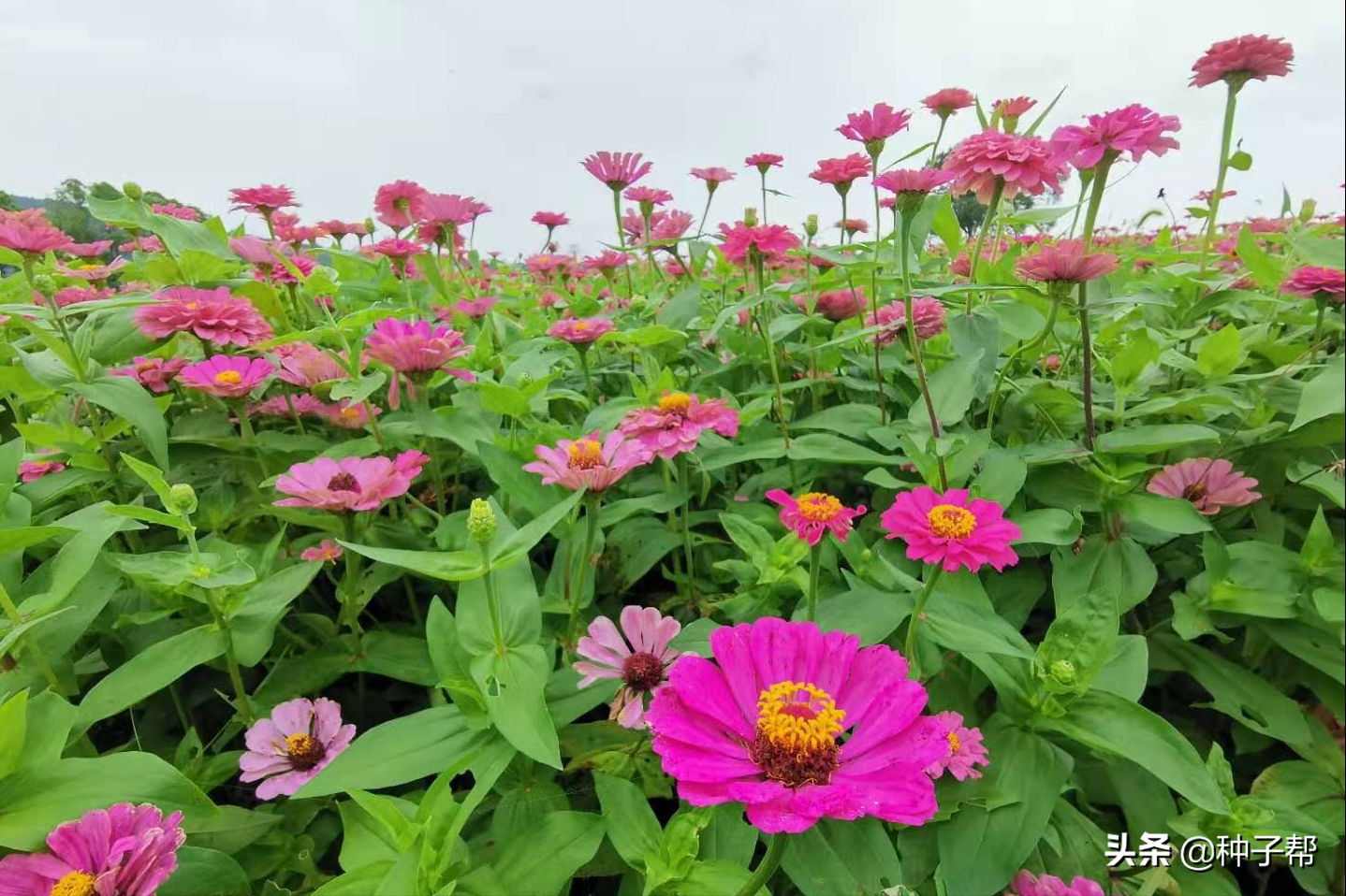 百日草花种子什么时候播种（百日草的种植方法和注意事项）