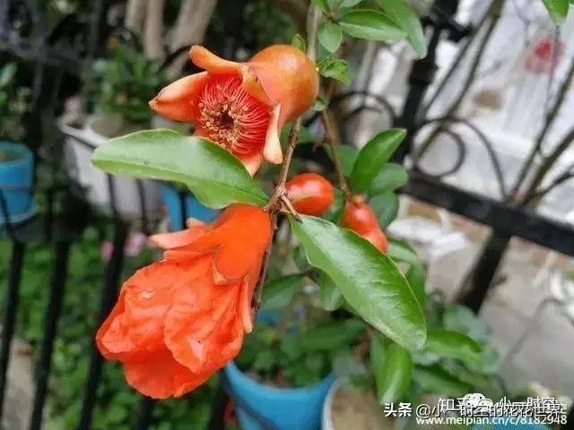 诗情花意：夏花灿烂，最美是这朵。两首古诗，尽述此花之妙！