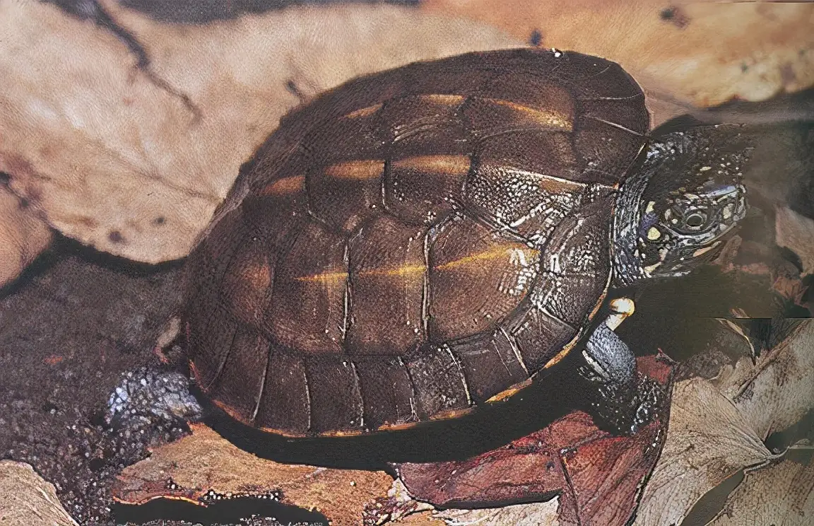 乌龟的种类图片及名称（乌龟的品种图片）