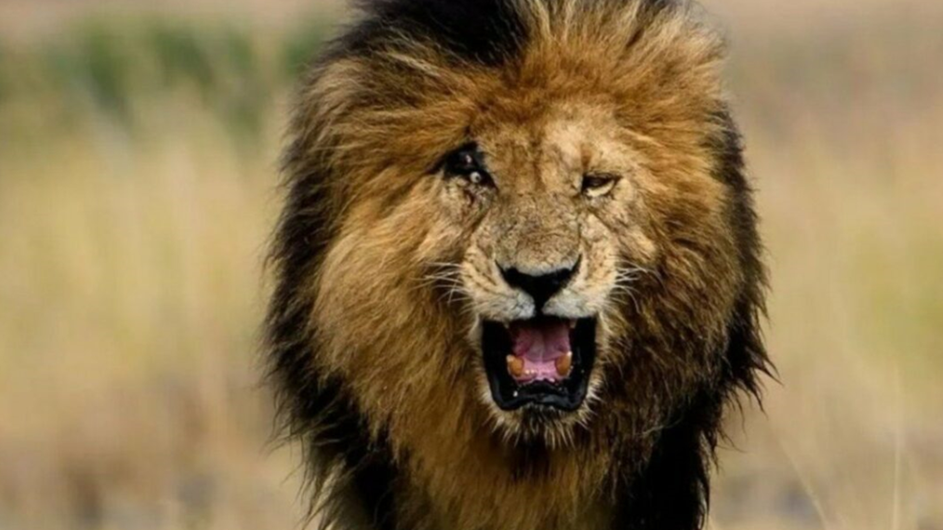 十大传奇狮王排名(史上最危险的狮王前10名)