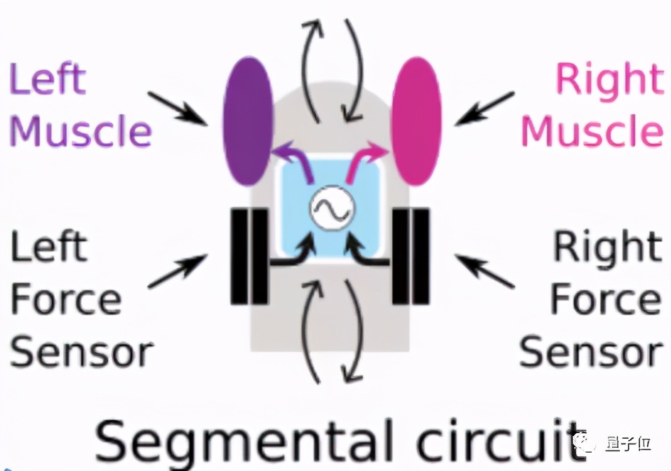 鳗鱼劈断后下半身还能运动，机器人：拿来吧你丨Science子刊封面
