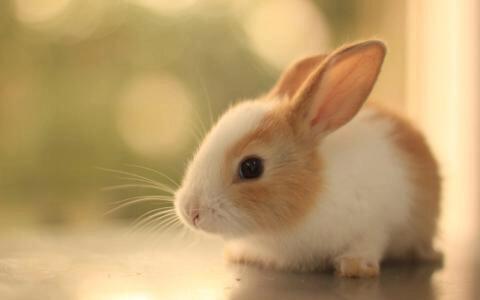 购买刚断奶的幼兔培养种兔，便宜又实惠，事实真是如此吗？