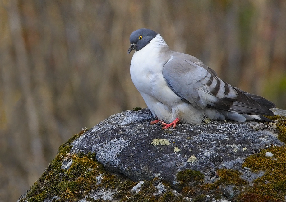鸽子基本种类,图文介绍,野鸽和家鸽都可爱