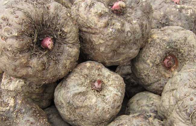 魔芋种植亩产二万斤技术要点，从品种土地选择育种管理大全（一）