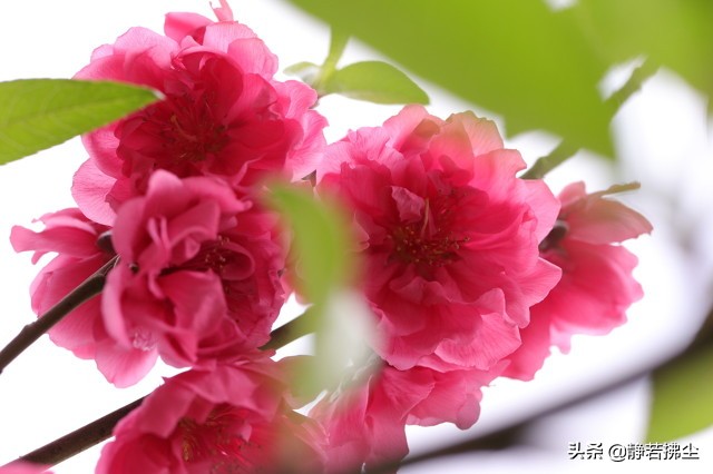 现代微型诗组诗：花系列