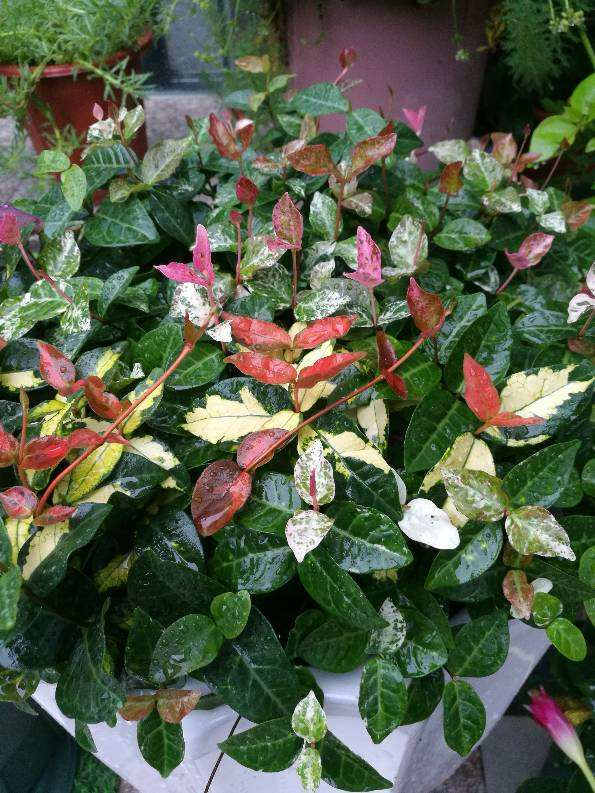 "养不死"的花叶络石,叶子美得像油画,长江以南室外越冬无问题