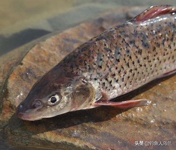 鲴鱼图片(它被称为) - 赤虎壹号