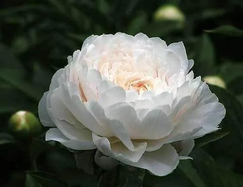北方藥材,北方藥材種植項目哪種最好