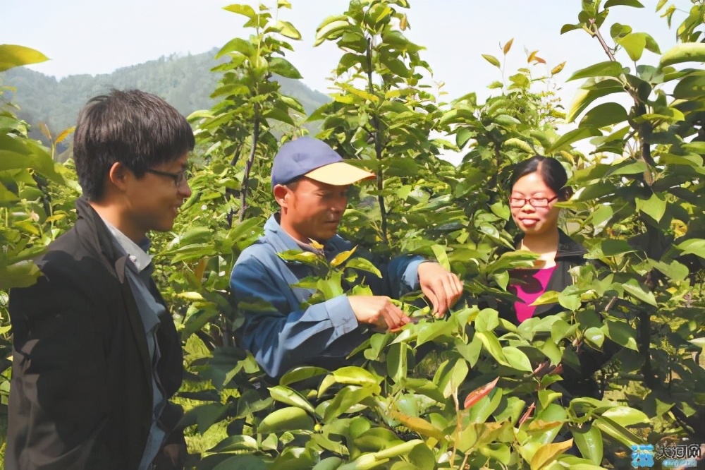 各地紧缺的“选调生”到底是什么？好多人说它是坑，到底应该考吗