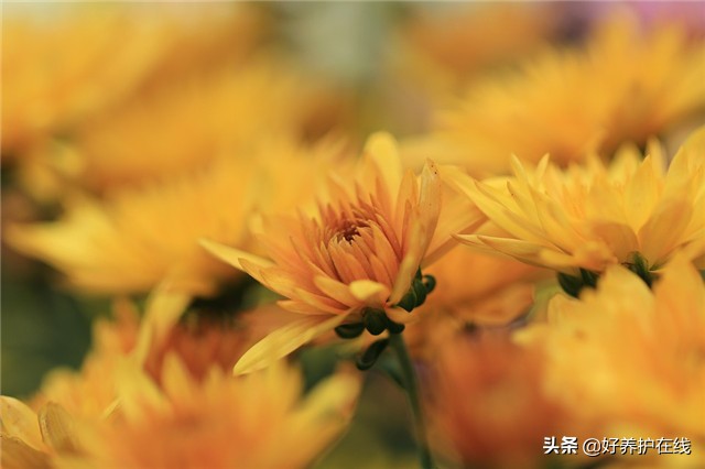 秋天，这10首关于菊花的诗词，你知道几首？