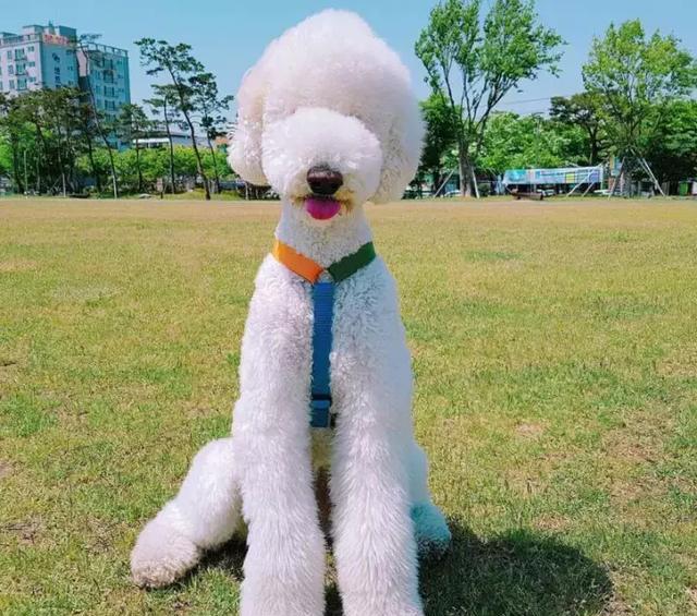 巨贵犬的价格及图片很贵的九种狗狗