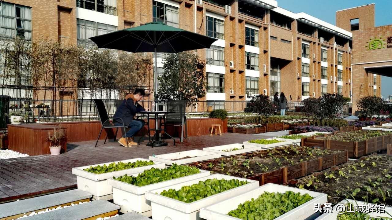 重庆一小学楼顶种14000株向日葵，盘点别人家学校的花式楼顶风光