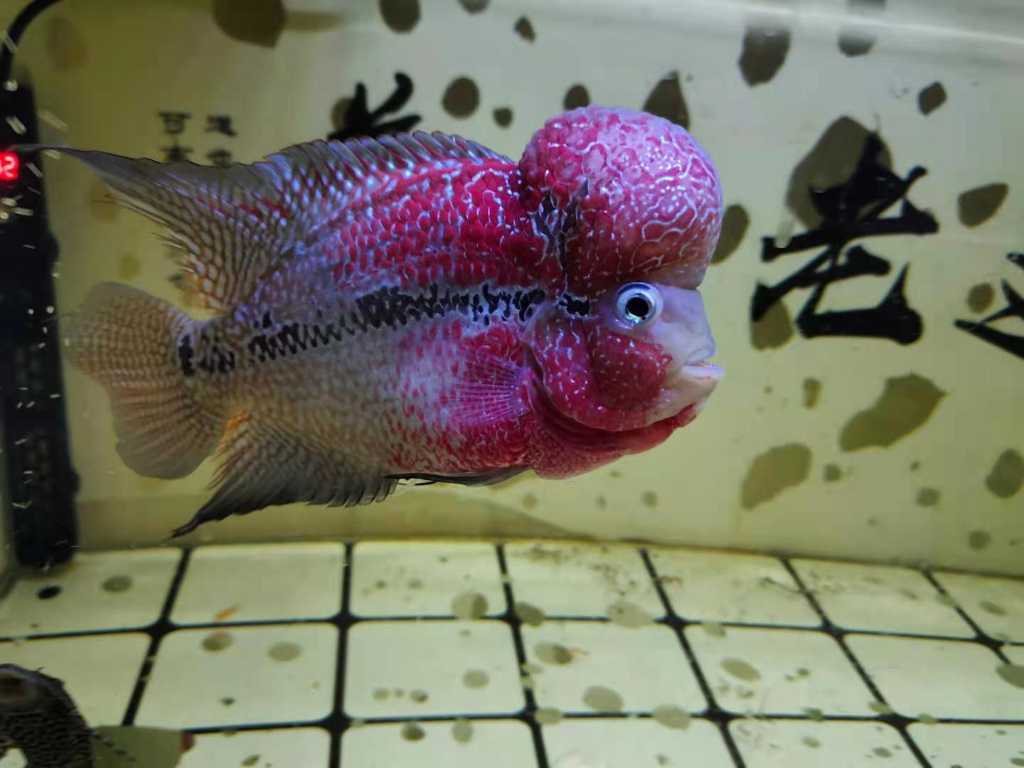 水虎鱼鱼鳞怎么养小技巧「精心整理」 -骁龙网