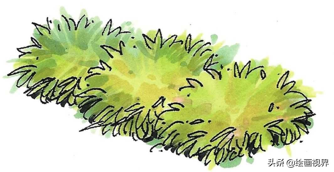 灌木球的种类繁多,常见灌木球有海桐球,红花继木球,小叶女贞,小叶黄杨