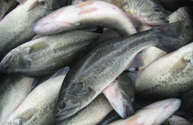 淡水鱼走俏，黑鱼、草鱼、鳜鱼翻红大涨，为何鱼价涨了？