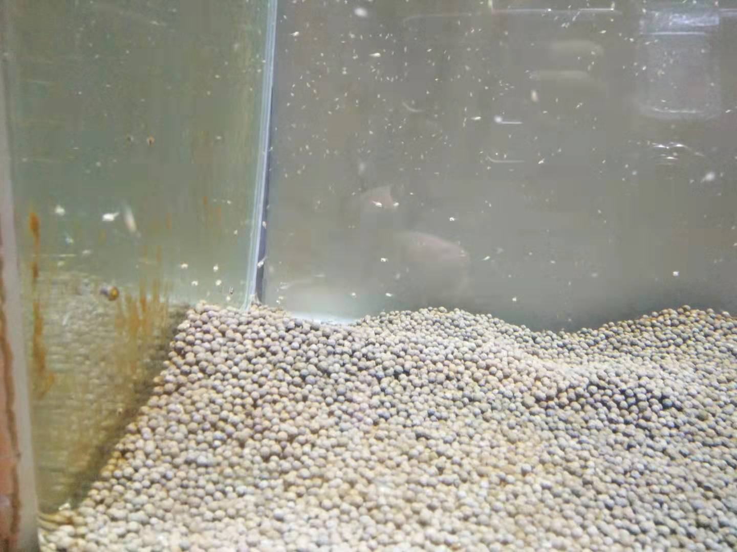 使用这种自己培养的小生命，鱼缸里的褐藻一天就消失了