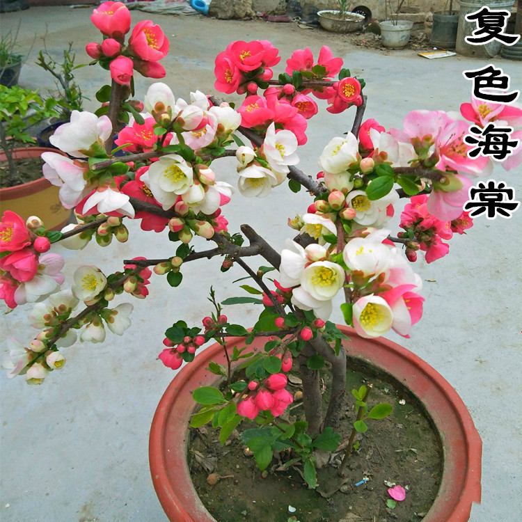 “寿命长”的11种花,好养寓意好,越养越值钱