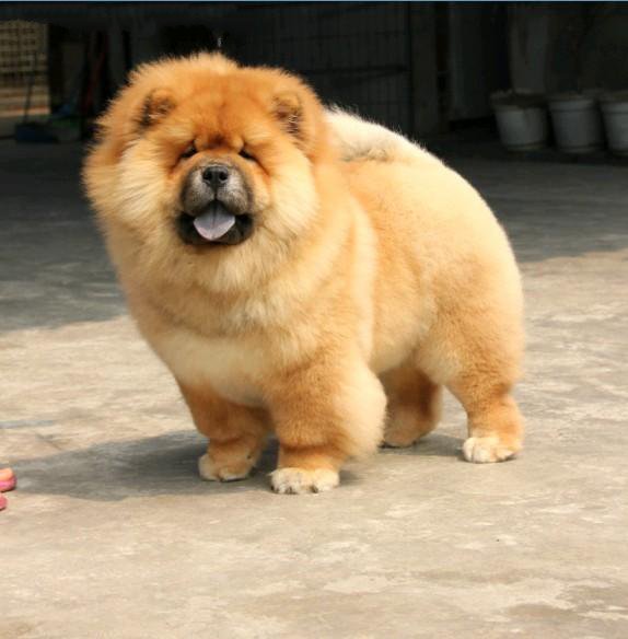 松狮犬是一种结实的犬种,有着宽的头颅和小圆耳朵,有浓密的被毛,在