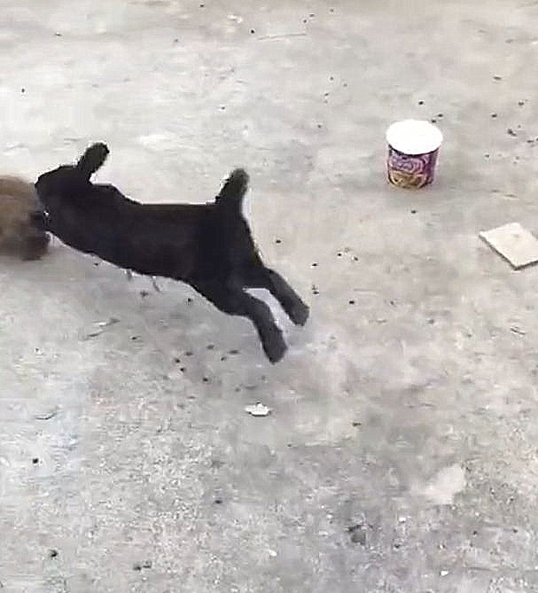 垂耳兔怎么養,垂耳兔怎么養它會和你熟