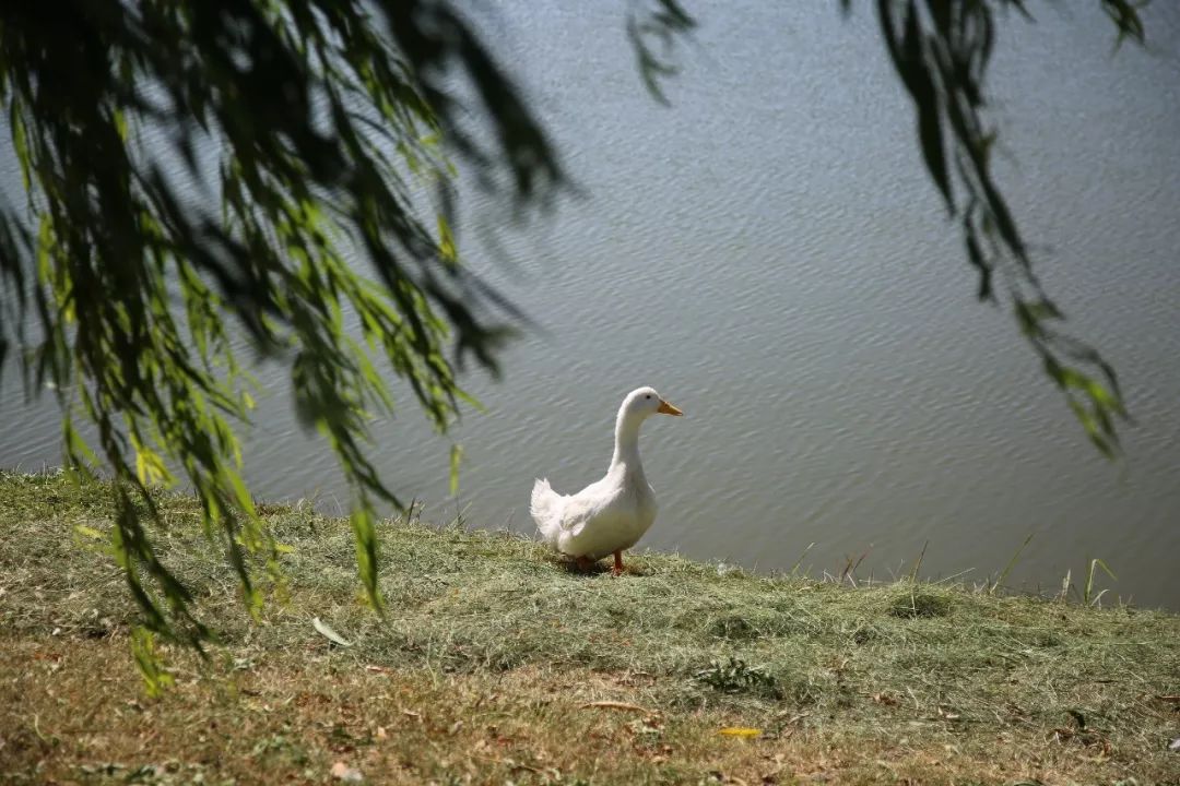 神奇动物在哪里？这些大工校园里的神奇动物你们见过哪些呢？