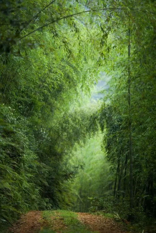 竹林聽雨,舒心,淡泊,悠遠