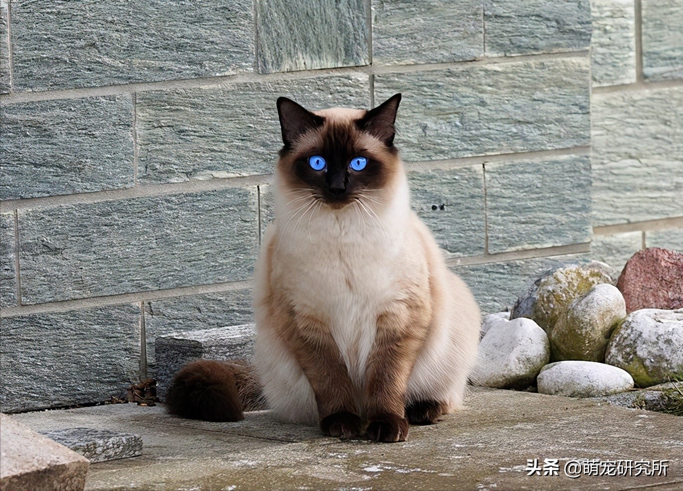 暹罗猫的几个优缺点,看完再养也不迟