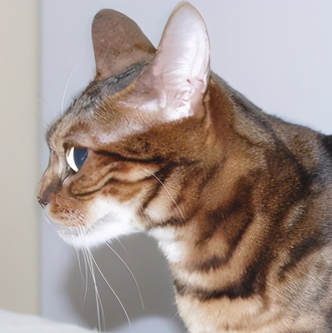 什么猫品种容易患上这种先天遗传性眼病？