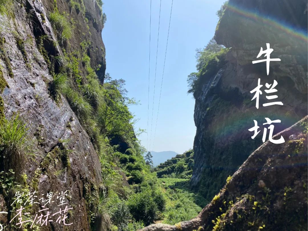 牛肉、马肉、猴肉、鬼肉，这么多正岩肉桂，哪个山场的味道最好？