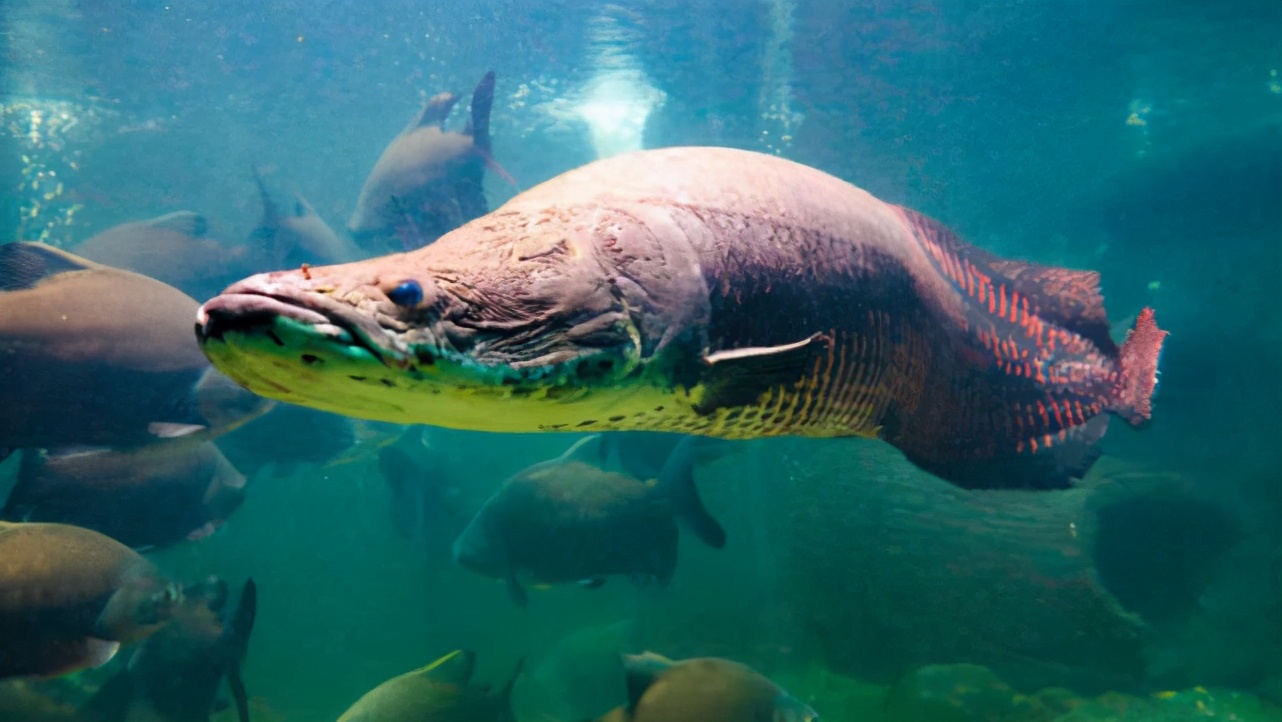亚马逊河里最大的鱼，200斤，6米长的巨骨舌鱼，已学会呼吸空气