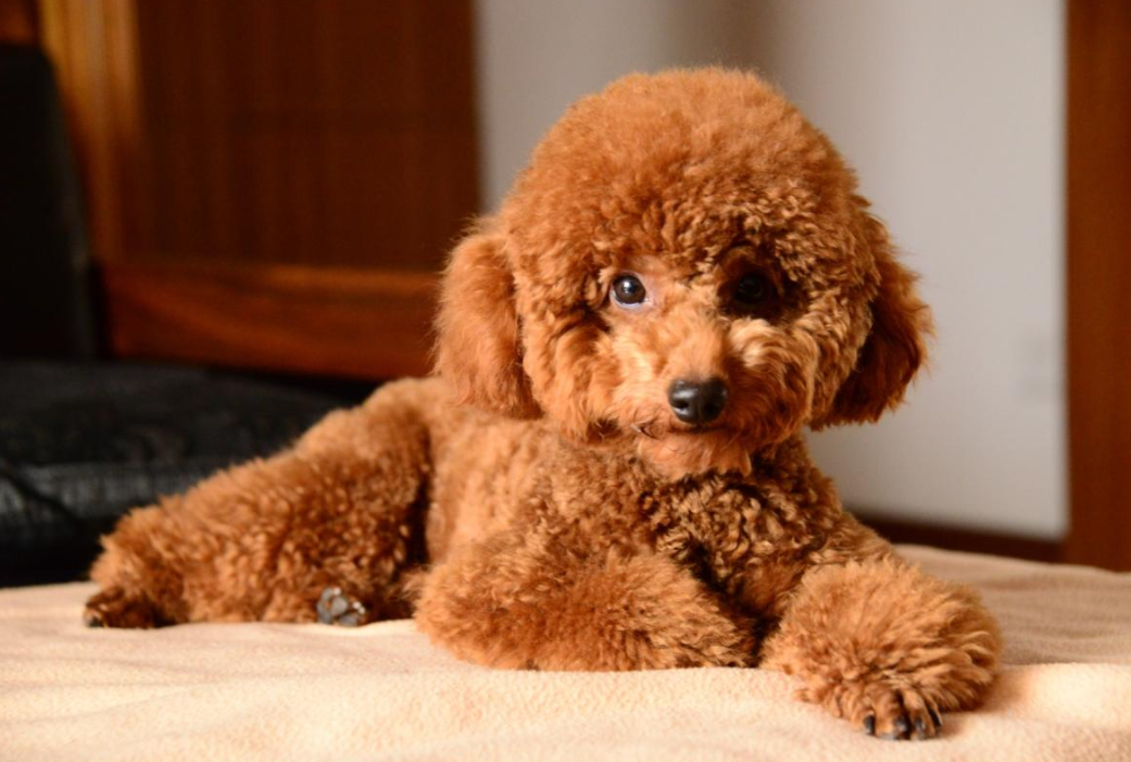 贵宾犬价格高低不一,都是这6个因素决定的