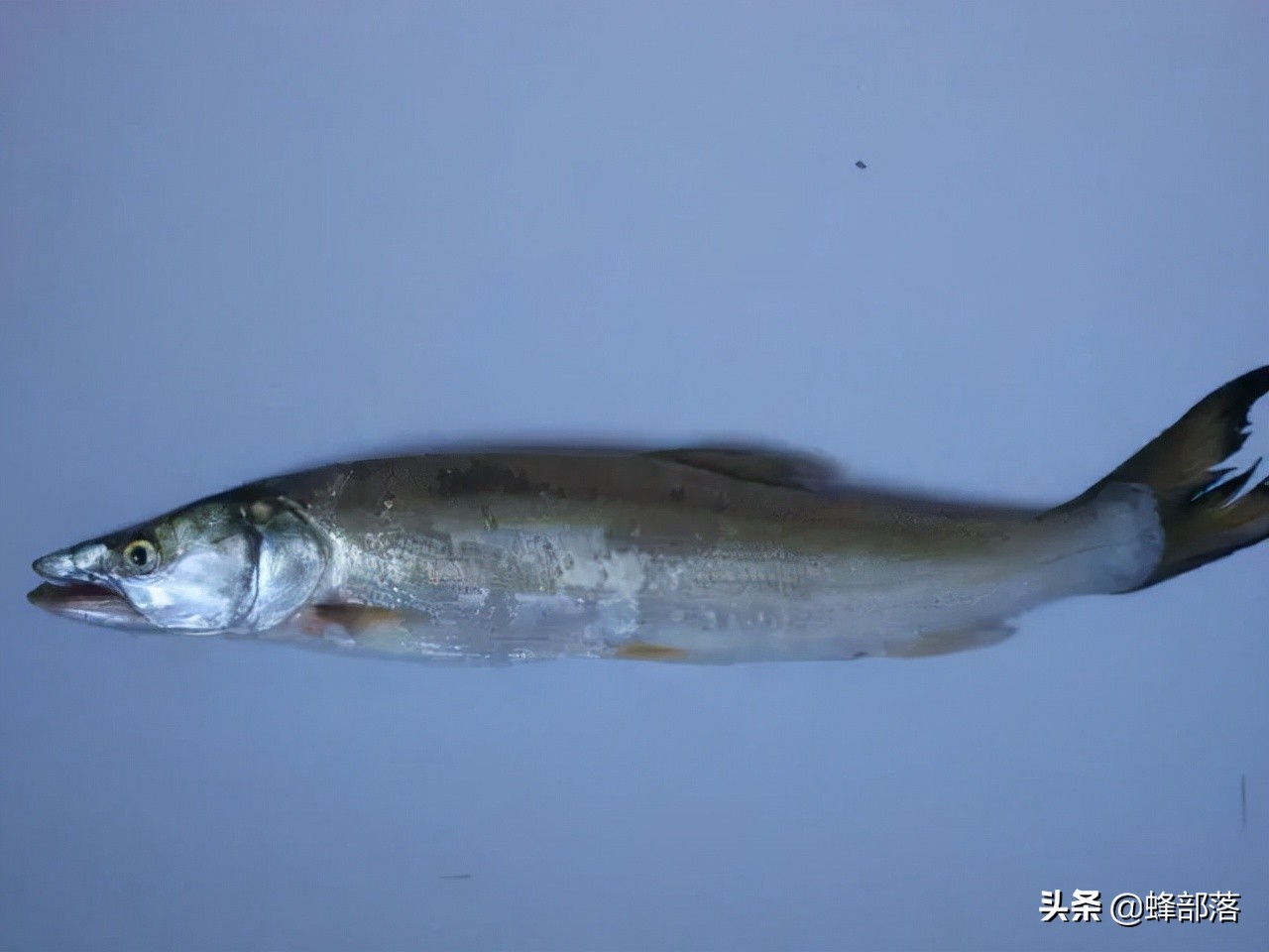 鳡鱼多少钱一斤(鳡鱼为什么这么贵)