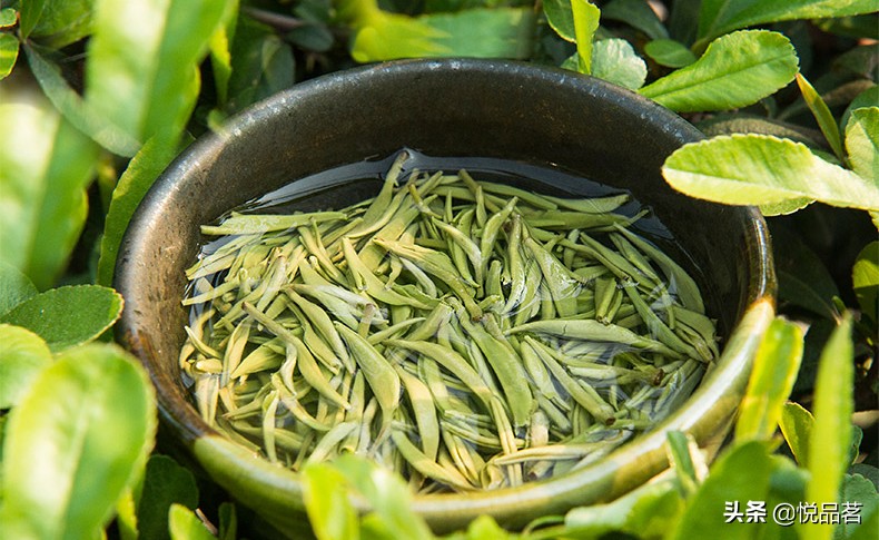 碧螺春适合什么季节喝呢？喝碧螺春的话用什么茶具泡比较好？