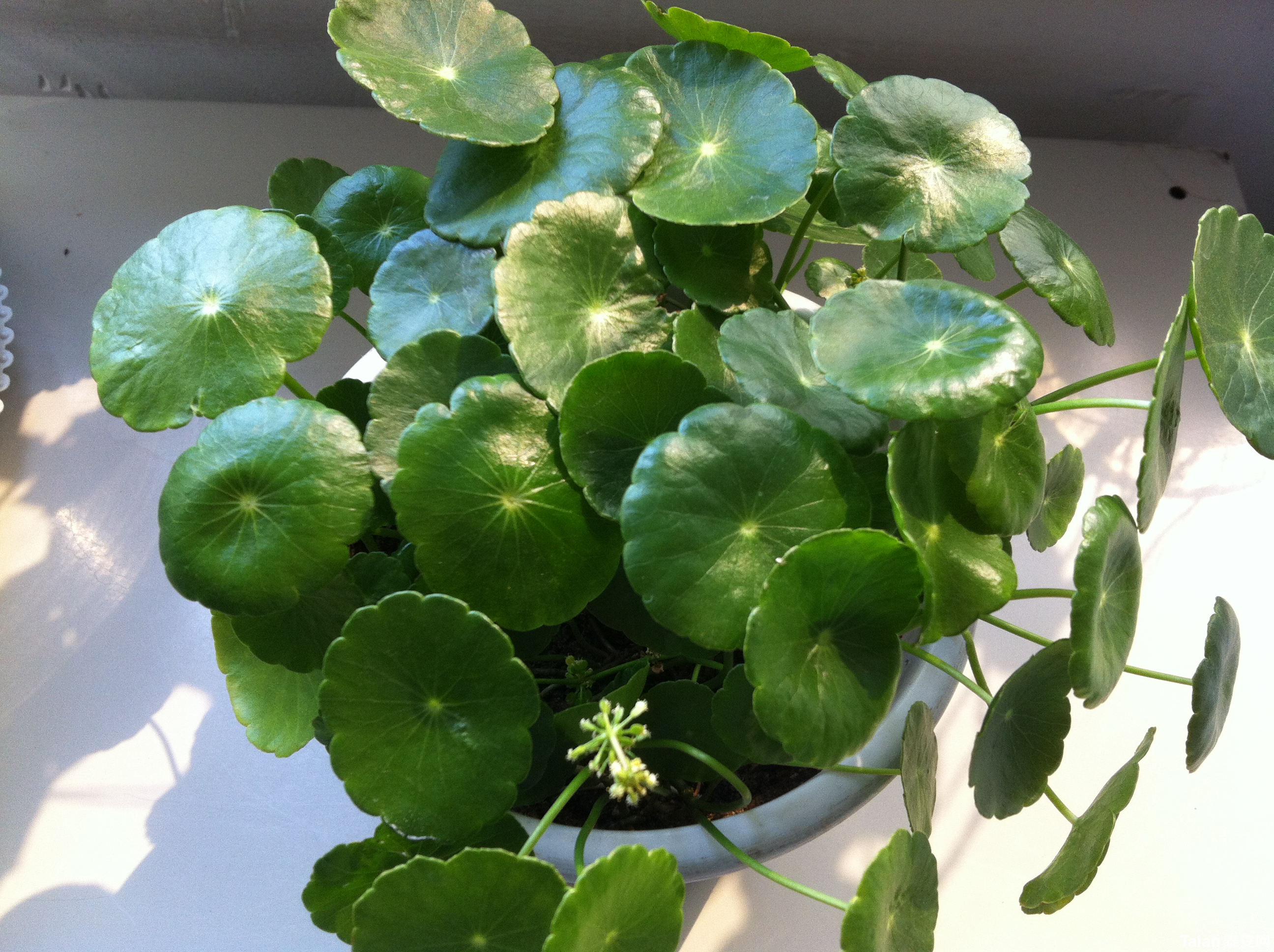 铜钱草寓意关系到财运,在摆放上有什么禁忌呢