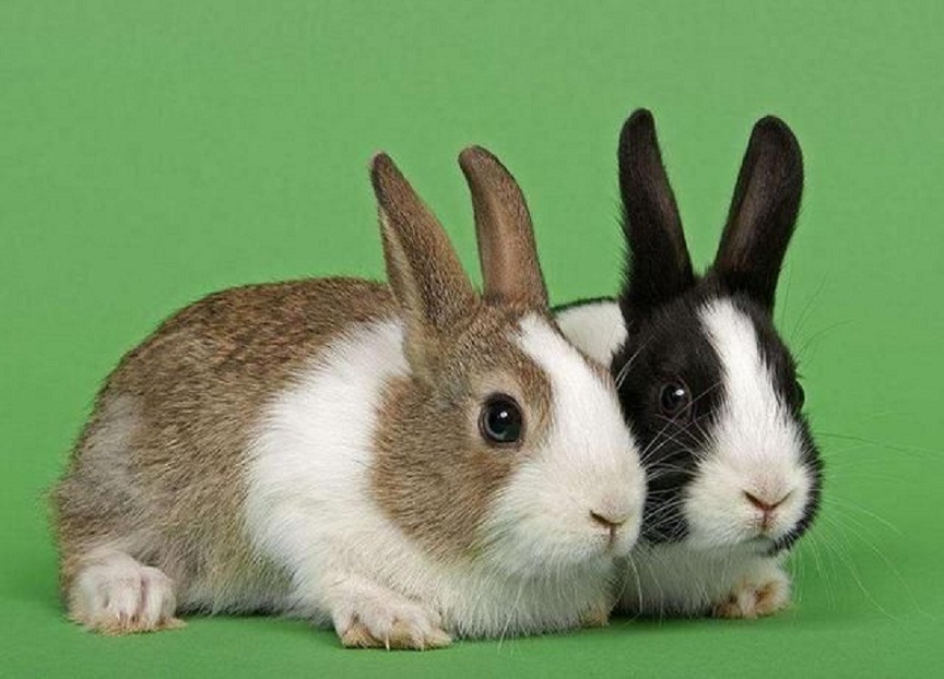 兔子是与中秋节关系最密切的宠物,流行的3大品种却令人惆怅