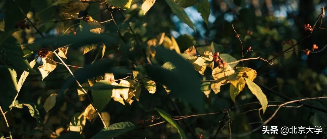 独家限定！北大赏秋地图来了