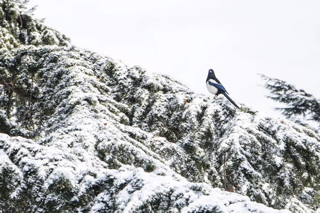 神奇动物在哪里？这些大工校园里的神奇动物你们见过哪些呢？