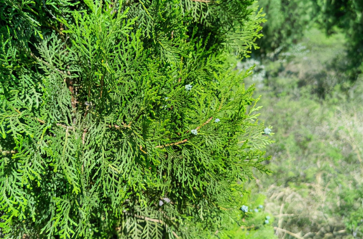 柏树价格一立方多少钱侧柏枝5元一把